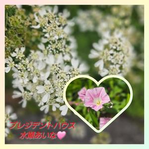 水瀬あいなの写メ日記｜プレジデントハウス 吉原大衆店ソープ