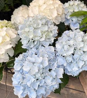 橘 みわの写メ日記｜プレジデントハウス 吉原大衆店ソープ