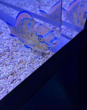 石野紗良の写メ日記｜プレジデントハウス 吉原大衆店ソープ