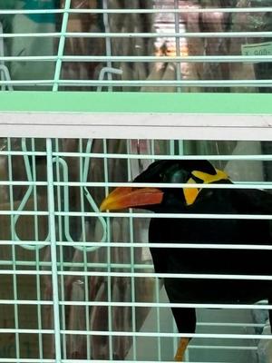 飛鳥 南の写メ日記|プレジデントハウス 吉原大衆店ソープ
