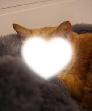 Renonの写メ日記｜プロポーション 吉原高級店ソープ