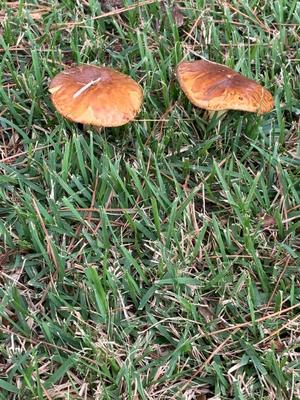 本多真歩の写メ日記｜ローテンブルク 吉原高級店ソープ