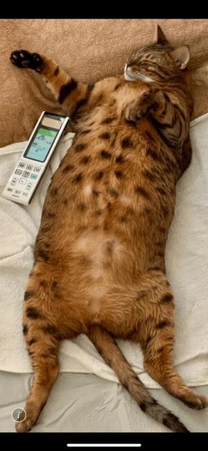 本多真歩の写メ日記｜ローテンブルク 吉原高級店ソープ