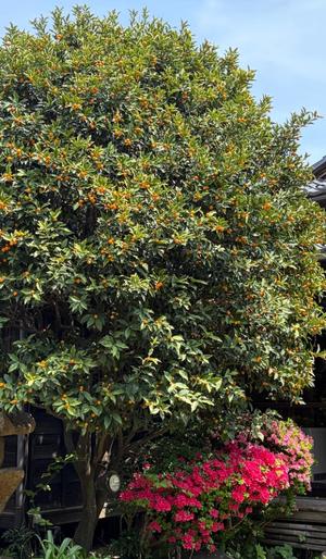 本多真歩の写メ日記｜ローテンブルク 吉原高級店ソープ