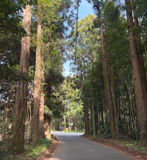本多真歩の写メ日記｜ローテンブルク 吉原高級店ソープ