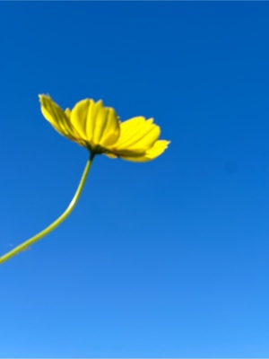 麻倉ミユの写メ日記｜ローテンブルク 吉原高級店ソープ