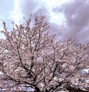 白崎史恵の写メ日記｜ローテンブルク 吉原高級店ソープ