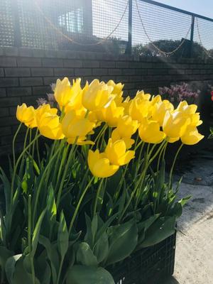 月嶋一花の写メ日記｜ローテンブルク 吉原高級店ソープ