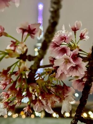 長門明奈の写メ日記｜ローテンブルク 吉原高級店ソープ