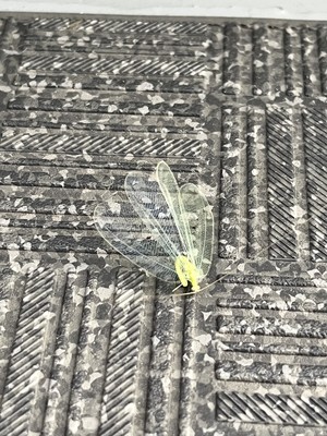 天野いくみの写メ日記｜ローテンブルク 吉原高級店ソープ