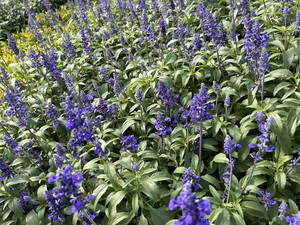 天野いくみの写メ日記｜ローテンブルク 吉原高級店ソープ