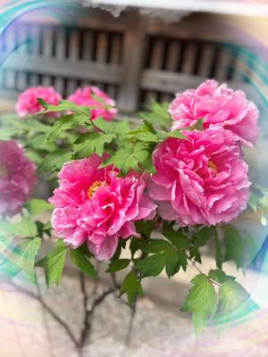 山岡鈴蘭の写メ日記｜ローテンブルク 吉原高級店ソープ