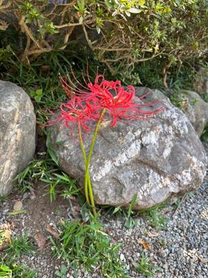 山岡鈴蘭の写メ日記｜ローテンブルク 吉原高級店ソープ