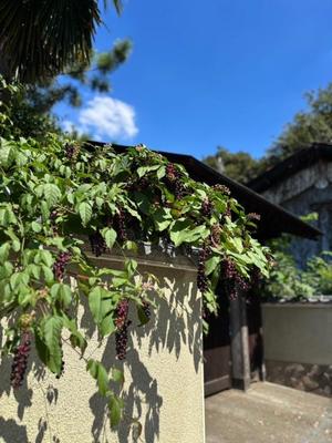 山岡鈴蘭の写メ日記｜ローテンブルク 吉原高級店ソープ