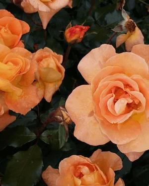 八木香苗の写メ日記｜ローテンブルク 吉原高級店ソープ