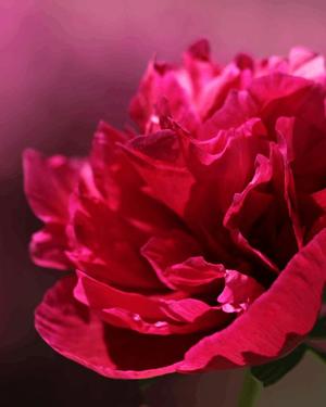 八木香苗の写メ日記｜ローテンブルク 吉原高級店ソープ