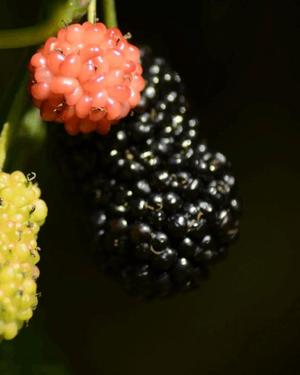 八木香苗の写メ日記｜ローテンブルク 吉原高級店ソープ