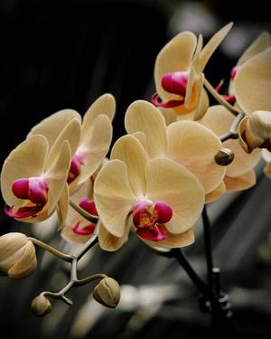 八木香苗の写メ日記｜ローテンブルク 吉原高級店ソープ