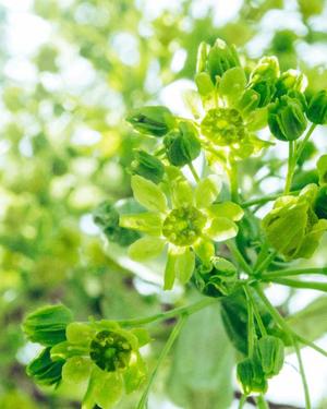 八木香苗の写メ日記｜ローテンブルク 吉原高級店ソープ