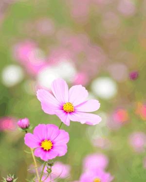 八木香苗の写メ日記｜ローテンブルク 吉原高級店ソープ