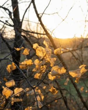 八木香苗の写メ日記｜ローテンブルク 吉原高級店ソープ