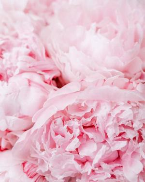 八木香苗の写メ日記｜ローテンブルク 吉原高級店ソープ