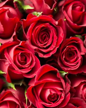 八木香苗の写メ日記｜ローテンブルク 吉原高級店ソープ