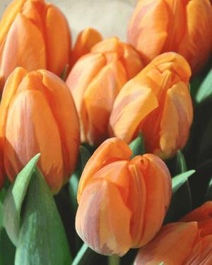 八木香苗の写メ日記｜ローテンブルク 吉原高級店ソープ