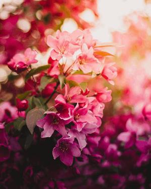 八木香苗の写メ日記｜ローテンブルク 吉原高級店ソープ