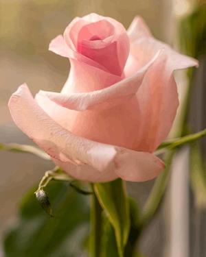 八木香苗の写メ日記｜ローテンブルク 吉原高級店ソープ