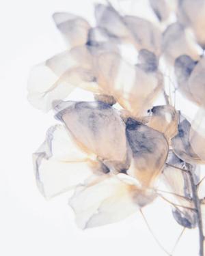 八木香苗の写メ日記｜ローテンブルク 吉原高級店ソープ