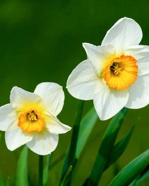 八木香苗の写メ日記｜ローテンブルク 吉原高級店ソープ