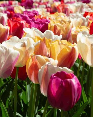 八木香苗の写メ日記｜ローテンブルク 吉原高級店ソープ