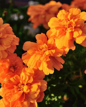 八木香苗の写メ日記｜ローテンブルク 吉原高級店ソープ