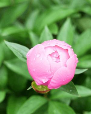 八木香苗の写メ日記｜ローテンブルク 吉原高級店ソープ