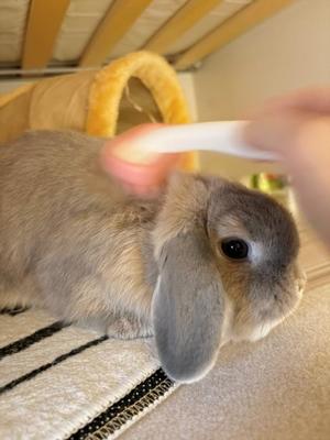 雪平奈々の写メ日記｜ローテンブルク 吉原高級店ソープ