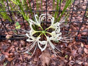 雪平奈々の写メ日記｜ローテンブルク 吉原高級店ソープ