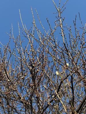 雪平奈々の写メ日記｜ローテンブルク 吉原高級店ソープ