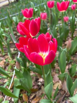 雪平奈々の写メ日記｜ローテンブルク 吉原高級店ソープ