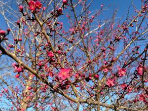 雪平奈々の写メ日記｜ローテンブルク 吉原高級店ソープ