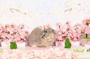 雪平奈々の写メ日記｜ローテンブルク 吉原高級店ソープ