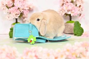 雪平奈々の写メ日記｜ローテンブルク 吉原高級店ソープ