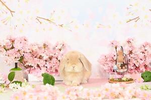 雪平奈々の写メ日記｜ローテンブルク 吉原高級店ソープ