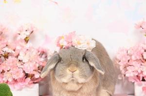 雪平奈々の写メ日記｜ローテンブルク 吉原高級店ソープ