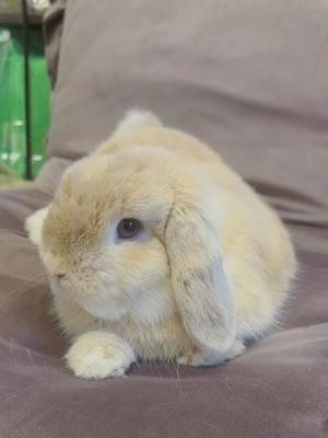 雪平奈々の写メ日記｜ローテンブルク 吉原高級店ソープ