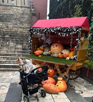 長澤舞美の写メ日記｜ローテンブルク 吉原高級店ソープ