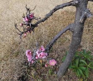 長澤舞美の写メ日記｜ローテンブルク 吉原高級店ソープ