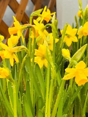 長澤舞美の写メ日記｜ローテンブルク 吉原高級店ソープ