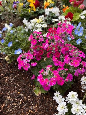 長澤舞美の写メ日記｜ローテンブルク 吉原高級店ソープ