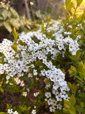 長澤舞美の写メ日記｜ローテンブルク 吉原高級店ソープ